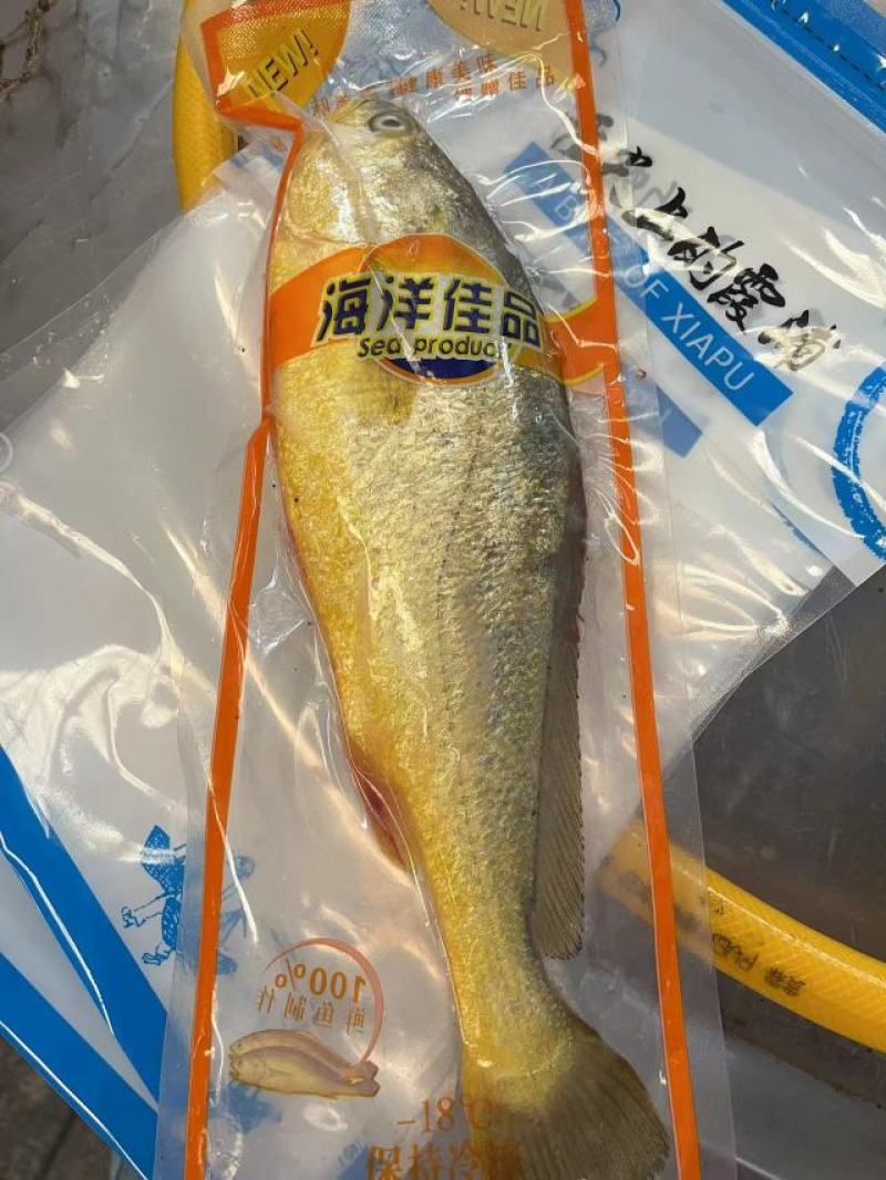 源头工厂好货正宗福建宁德大黄鱼，各种规格齐全，品质保证。