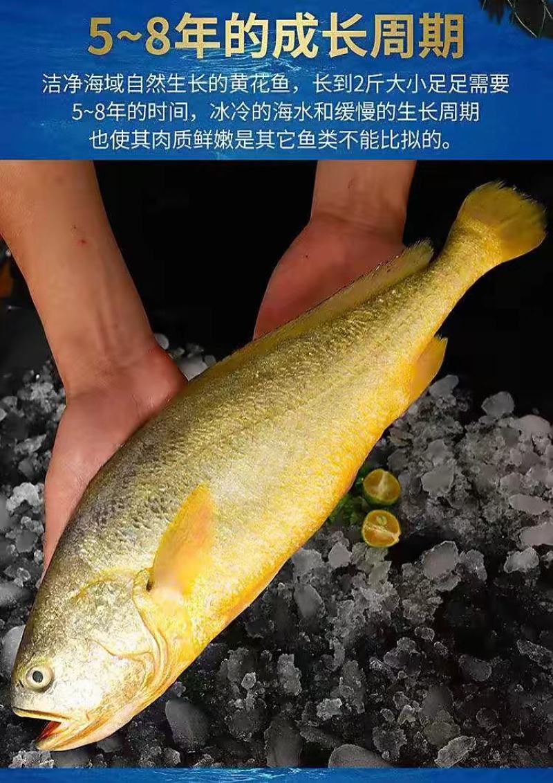 源头工厂好货正宗福建宁德大黄鱼，各种规格齐全，品质保证。