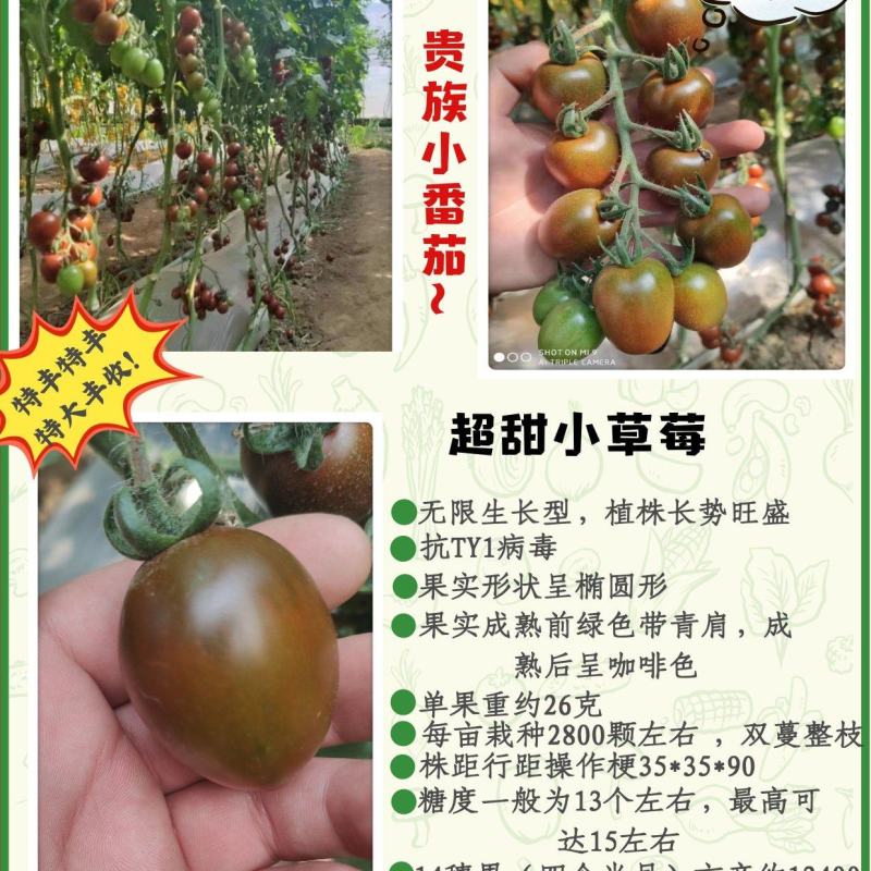 包邮，超甜小草莓圣女果苗～风味酸甜浓郁，口感佳。