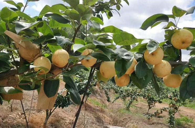萧县水晶梨果园航拍全景