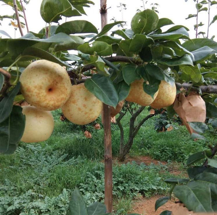 成熟的彩叶豆梨树,高度约8米 彩叶豆梨成熟植株