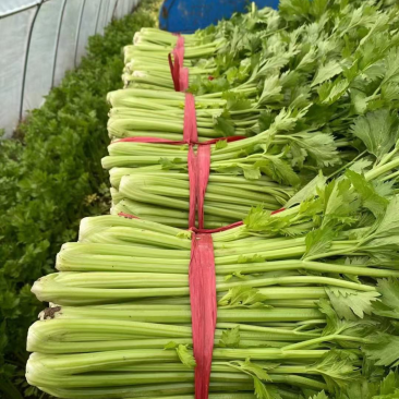 现货精品芹菜，产地直发，一手货源价格优惠包您满意