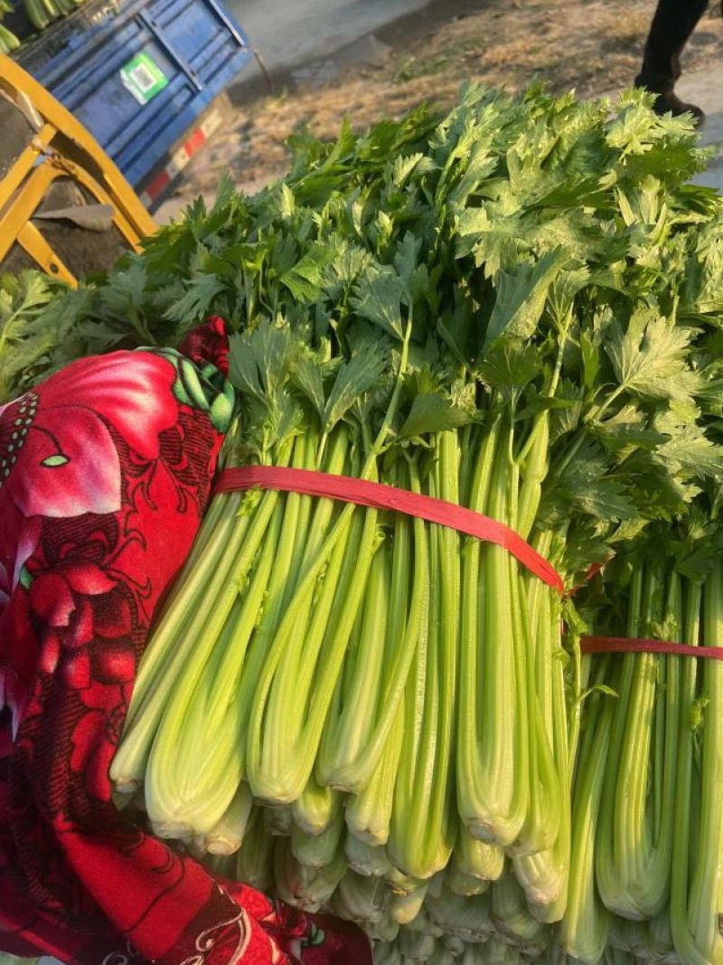 现货精品芹菜，产地直发，一手货源价格优惠包您满意