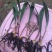 东北野生毛慈菇种苗毛慈菇全苗，纯正野生，生命力强