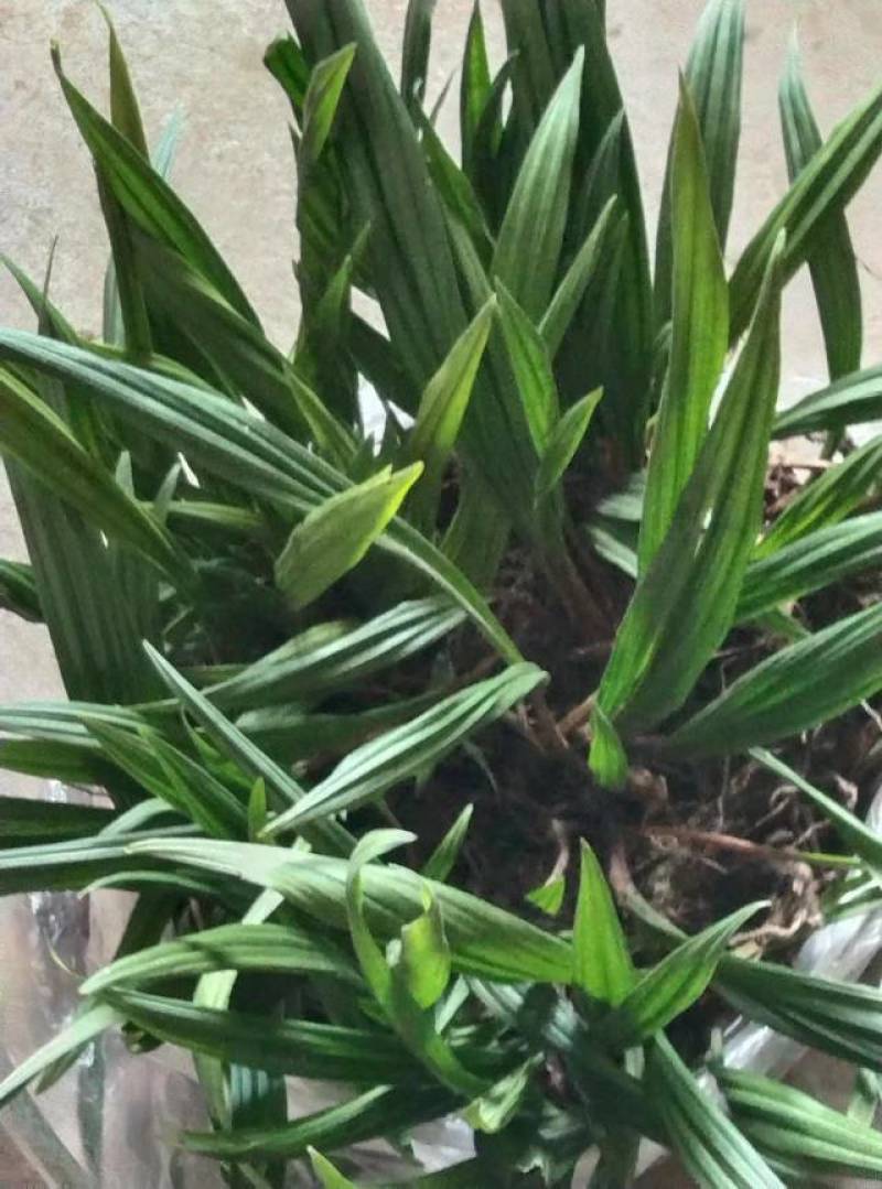 东北野生毛慈菇种苗毛慈菇全苗，纯正野生，生命力强