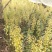 东北野生毛慈菇种苗毛慈菇全苗，纯正野生，生命力强