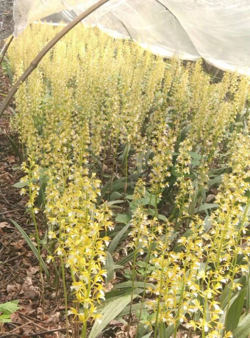 东北野生毛慈菇种苗毛慈菇全苗，纯正野生，生命力强