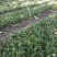 东北野生毛慈菇种苗毛慈菇全苗，纯正野生，生命力强