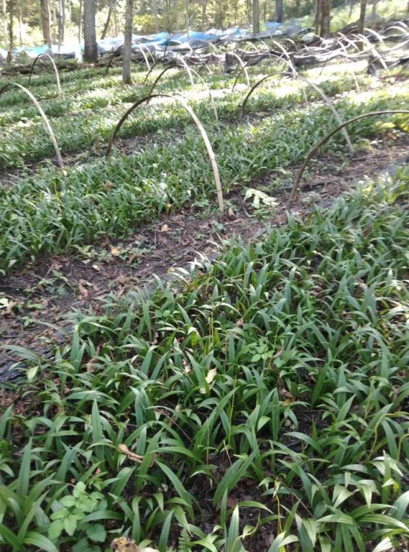 东北野生毛慈菇种苗毛慈菇全苗，纯正野生，生命力强