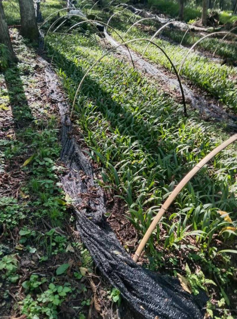 东北野生毛慈菇种苗毛慈菇全苗，纯正野生，生命力强