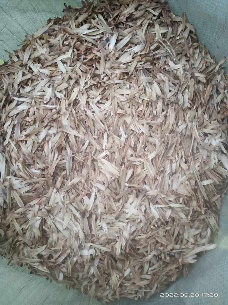 鹅掌楸种子（马褂木）