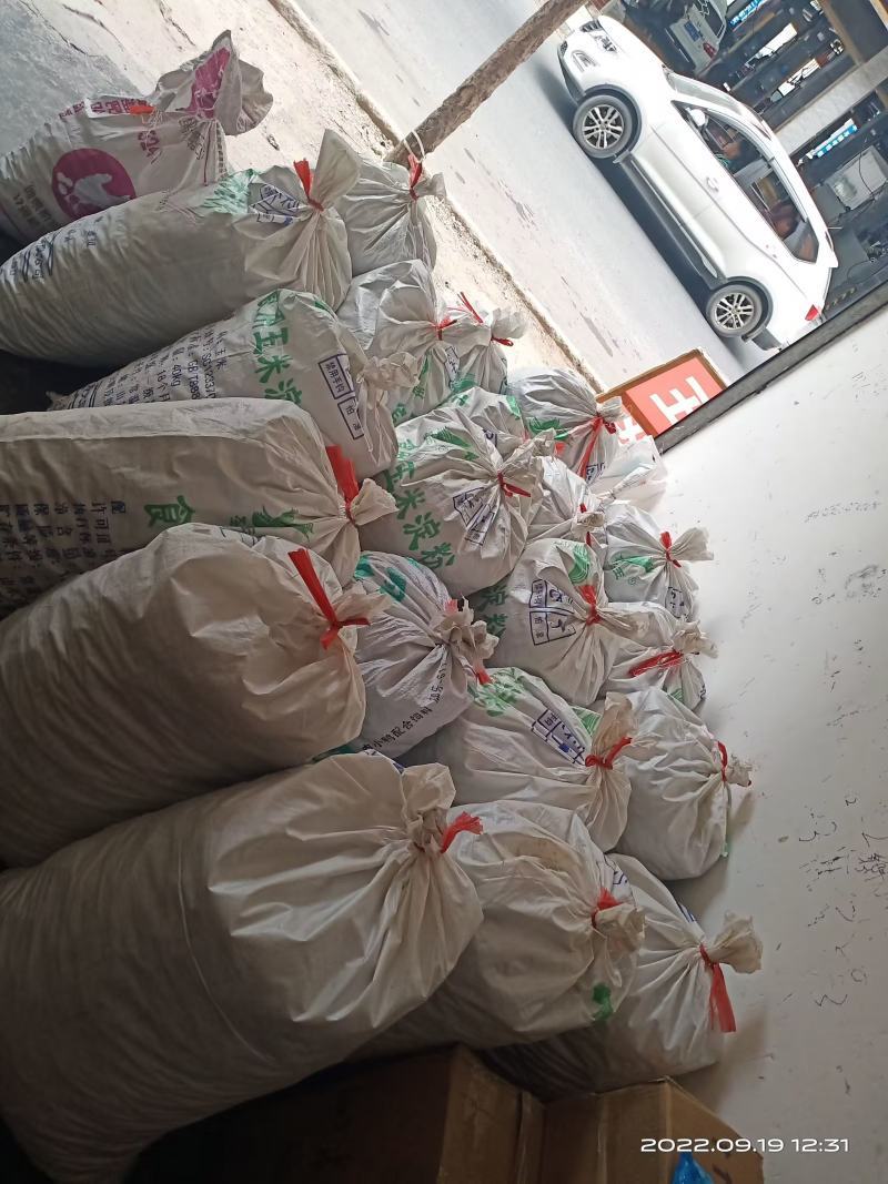 鹅掌楸种子（马褂木）