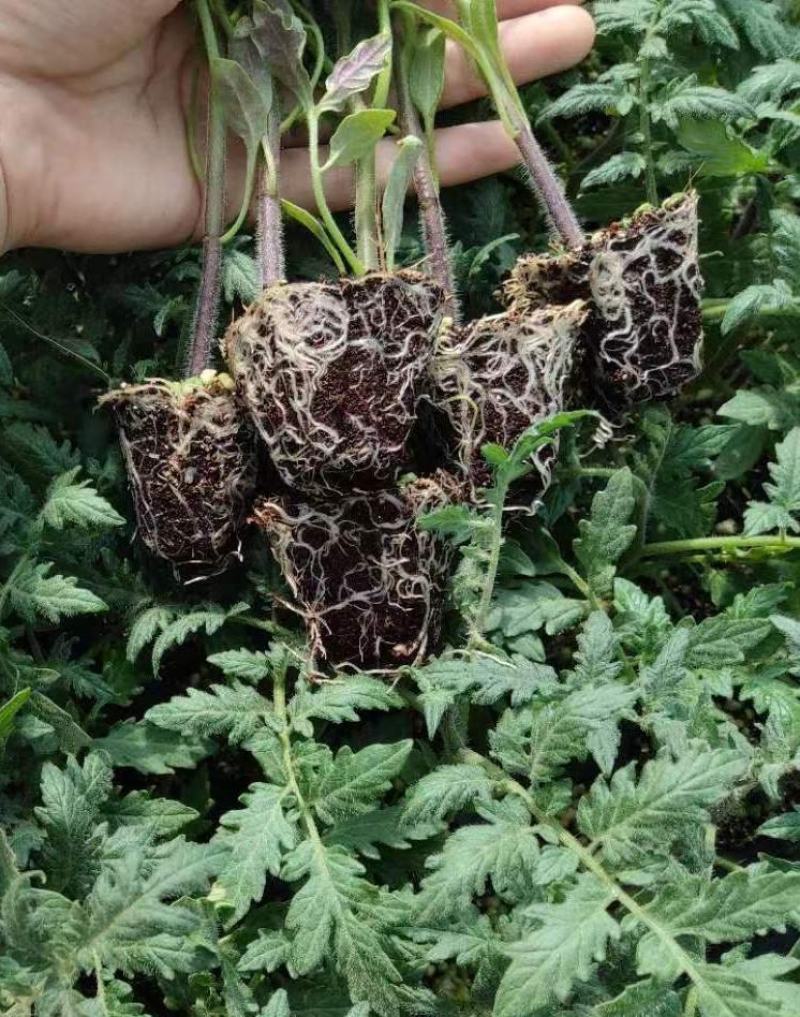 包邮，超甜小草莓圣女果苗～风味酸甜浓郁，口感佳。