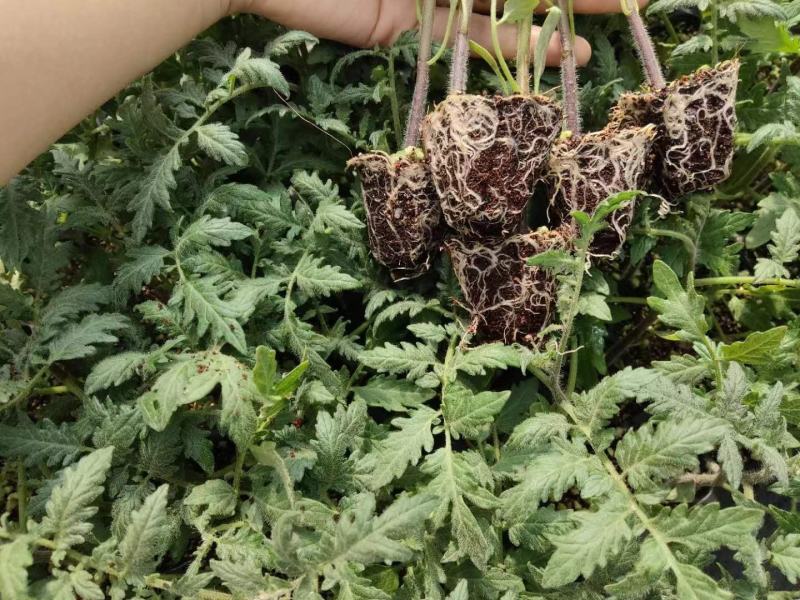 包邮，超甜小草莓圣女果苗～风味酸甜浓郁，口感佳。