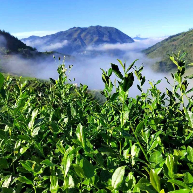 新茶铁观音茶安溪铁观音高山茶叶新枞铁观音茶叶1斤