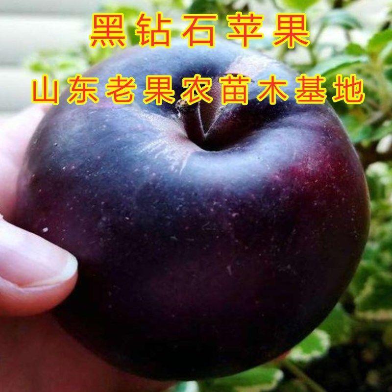 正宗冰糖心黑苹果树苗嫁接新品种特大脆甜黑色苹果苗黑卡黑钻