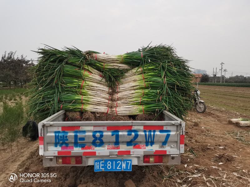 富平精品长白大葱，秆长白亮，硬度好，产地一手货源，