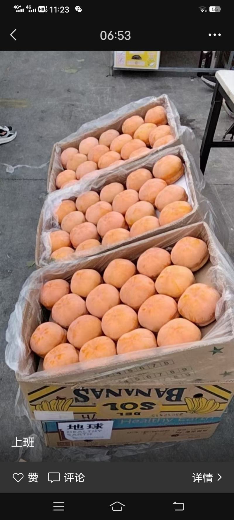 万亩桃园大量山坡磨盘柿