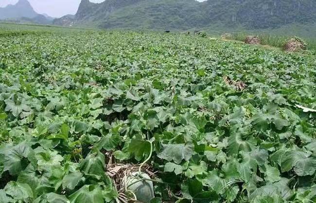 广西黑皮冬瓜主产区分布图