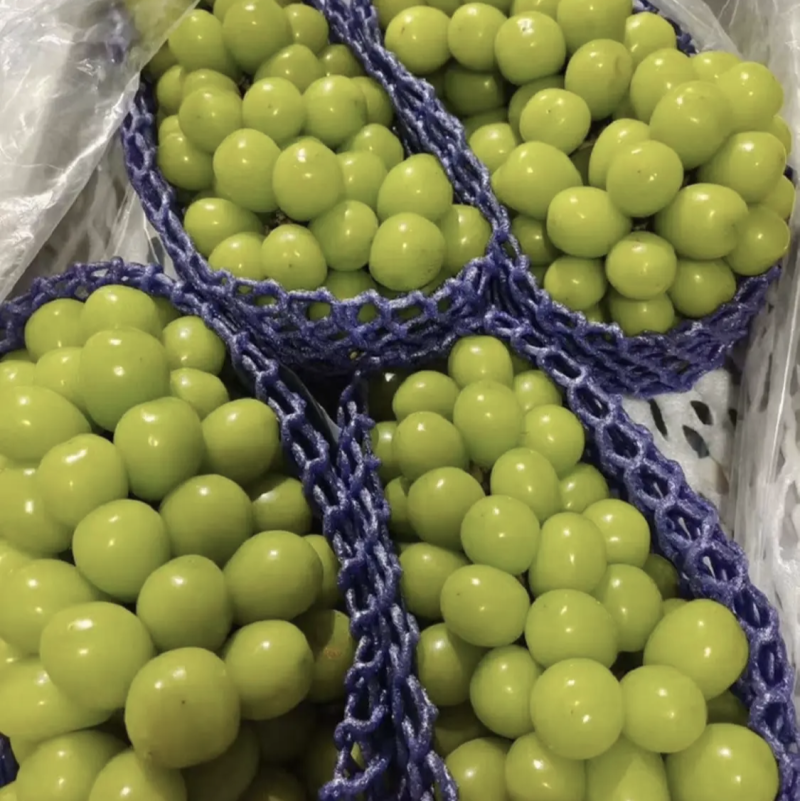 阳光玫瑰葡萄🍇大量现货供应，质量好，糖分高，现摘现发