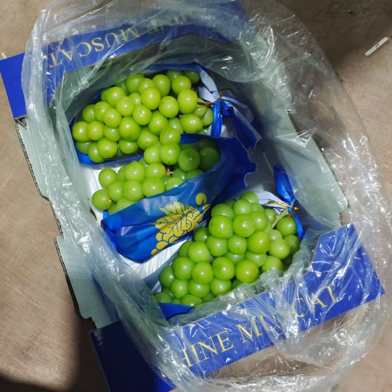 阳光玫瑰葡萄🍇大量现货供应，质量好，糖分高，现摘现发