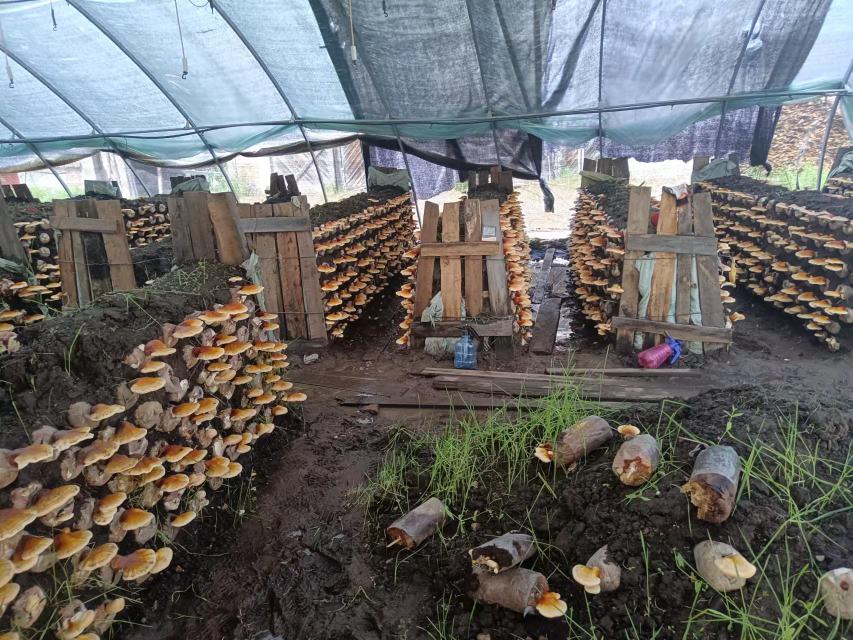 泰山赤灵芝种植基地