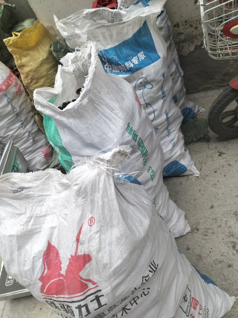 桑黄