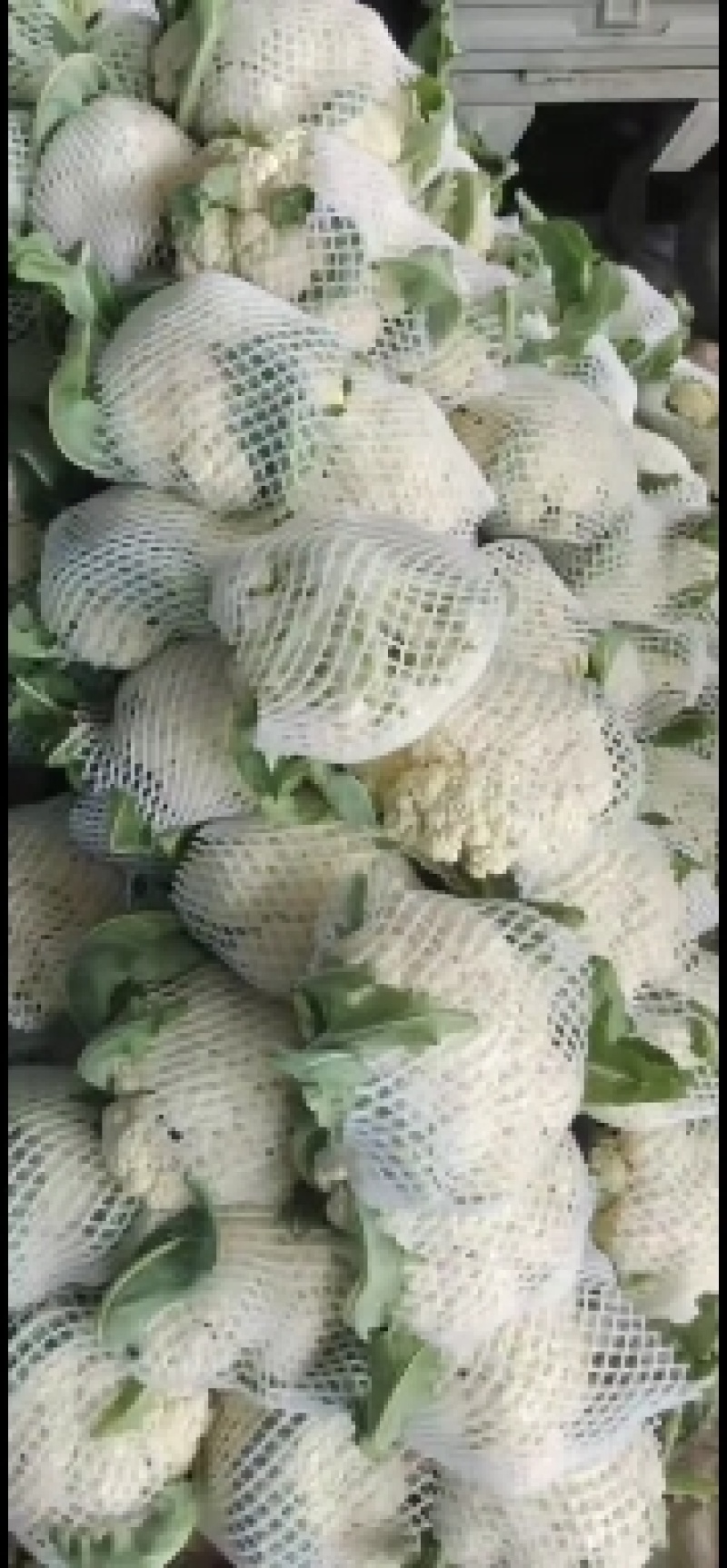 有机花菜