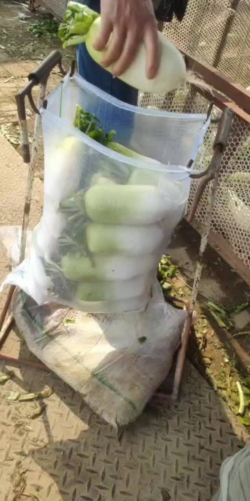 青头萝卜