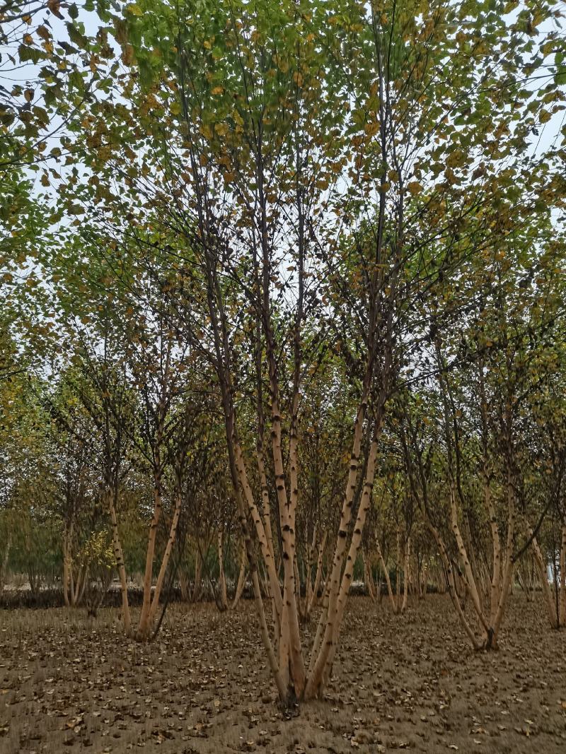 丛生白桦，白桦大量供应，规格齐全量大从优