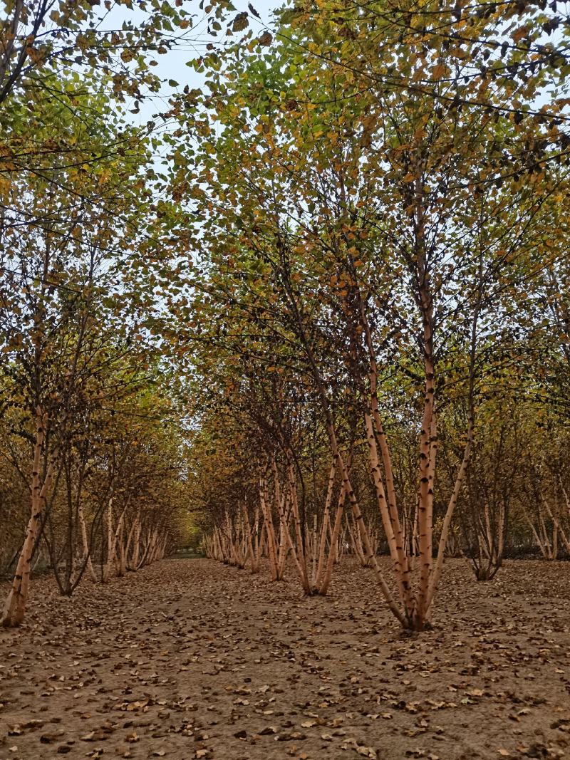 丛生白桦，白桦大量供应，规格齐全量大从优