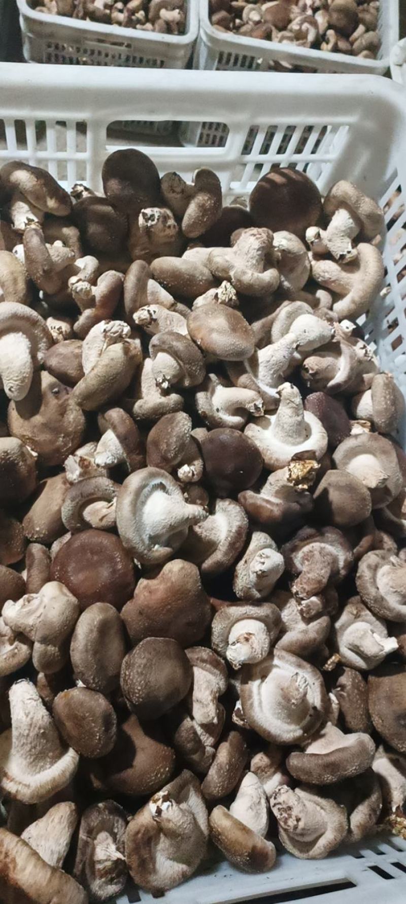 鲜香菇吉林冬菇上市0912
