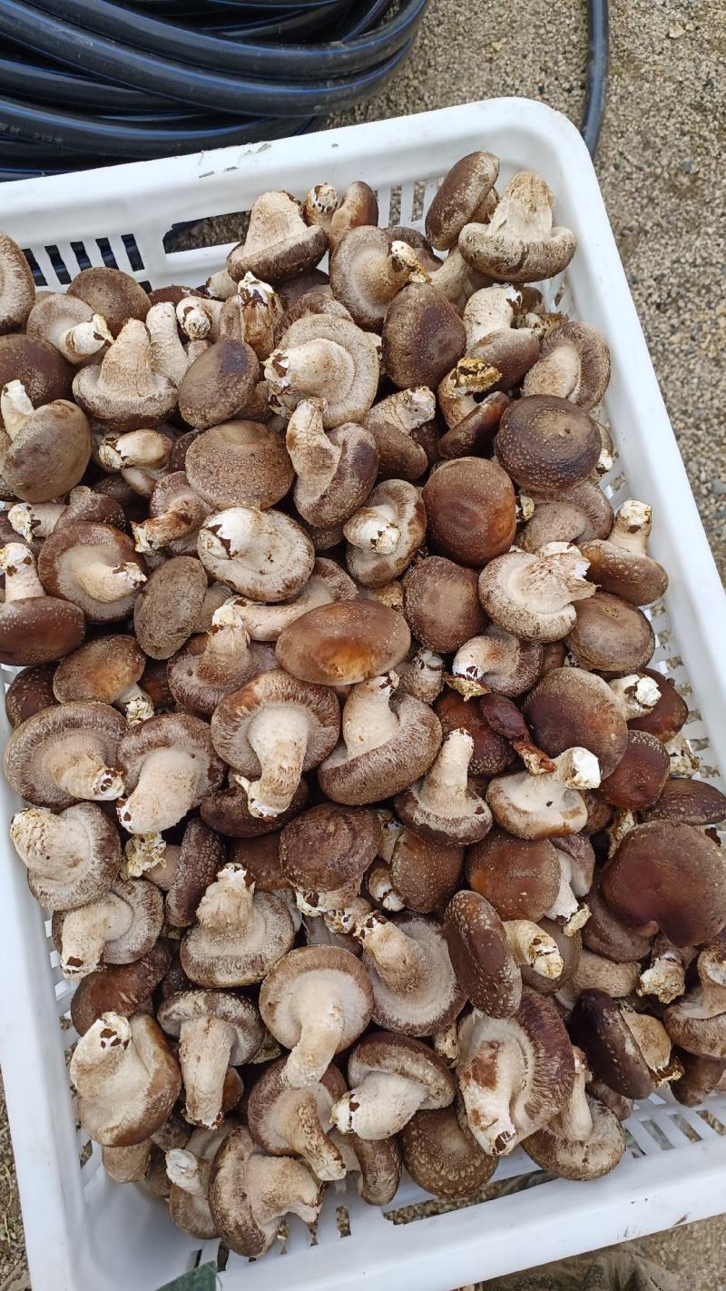 鲜香菇吉林冬菇上市0912