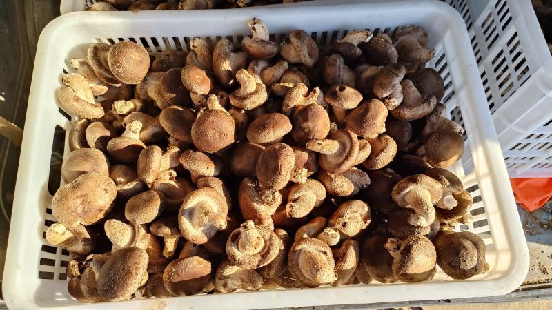鲜香菇吉林冬菇上市0912