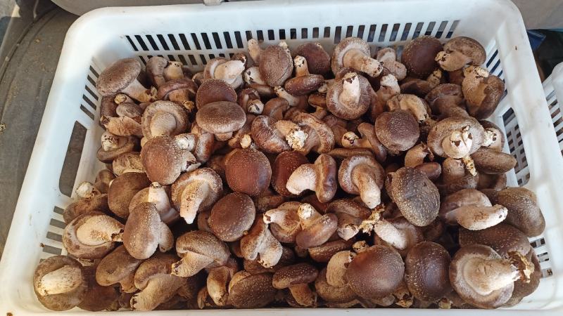 鲜香菇吉林冬菇上市0912