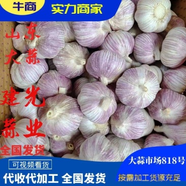 紫皮大蒜山东金乡太空蒜规格齐全品质好常年供应