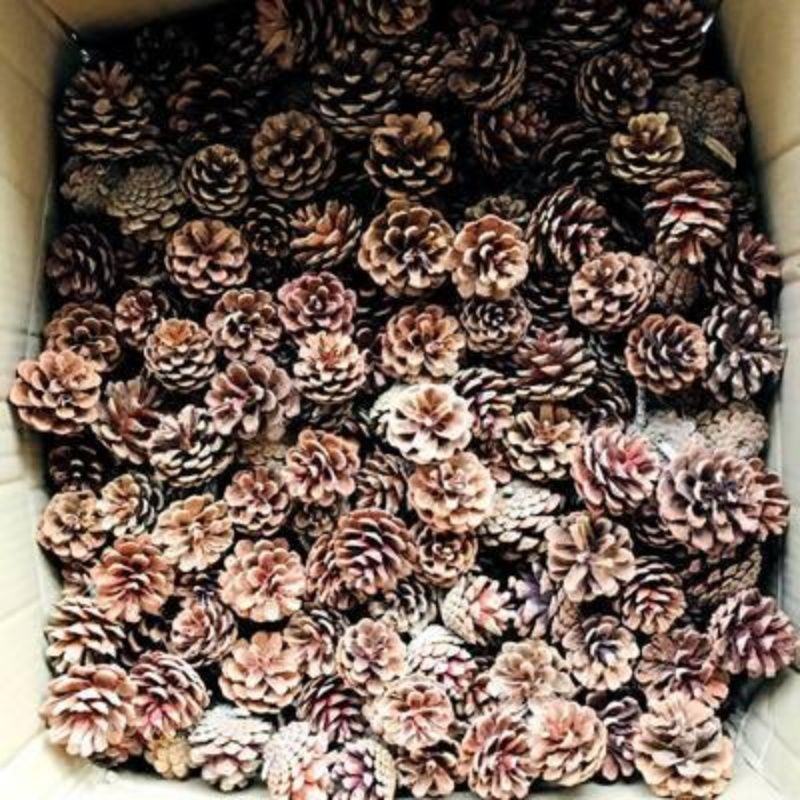 天然松果松塔diy创意圣诞装饰摆件挂饰幼儿园手工材料拍摄