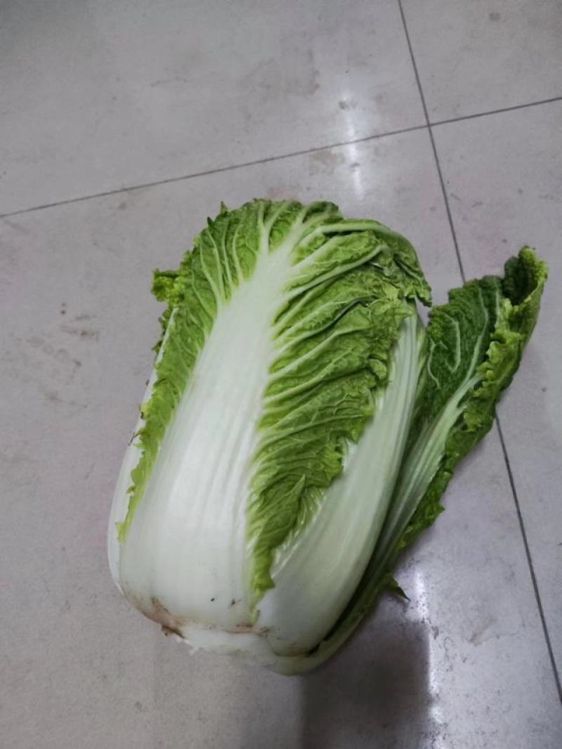 包心白菜