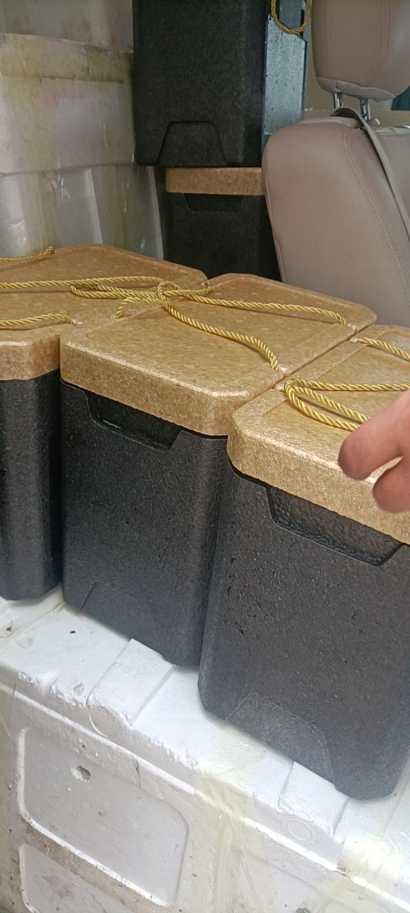 大量出售批发精品残公，精品残母，精品九指公，精品九指母