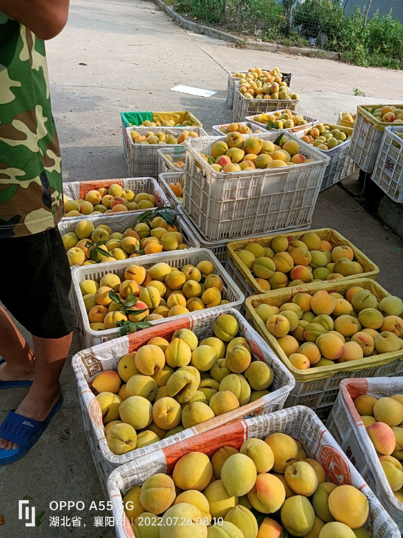各式各样的蜜桃