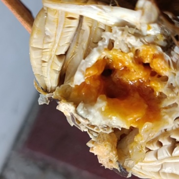 大量出售批发精品残公，精品残母，精品九指公，精品九指母