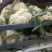 有机花菜精品松花菜无虫无腐烂协助找车找货源全国发