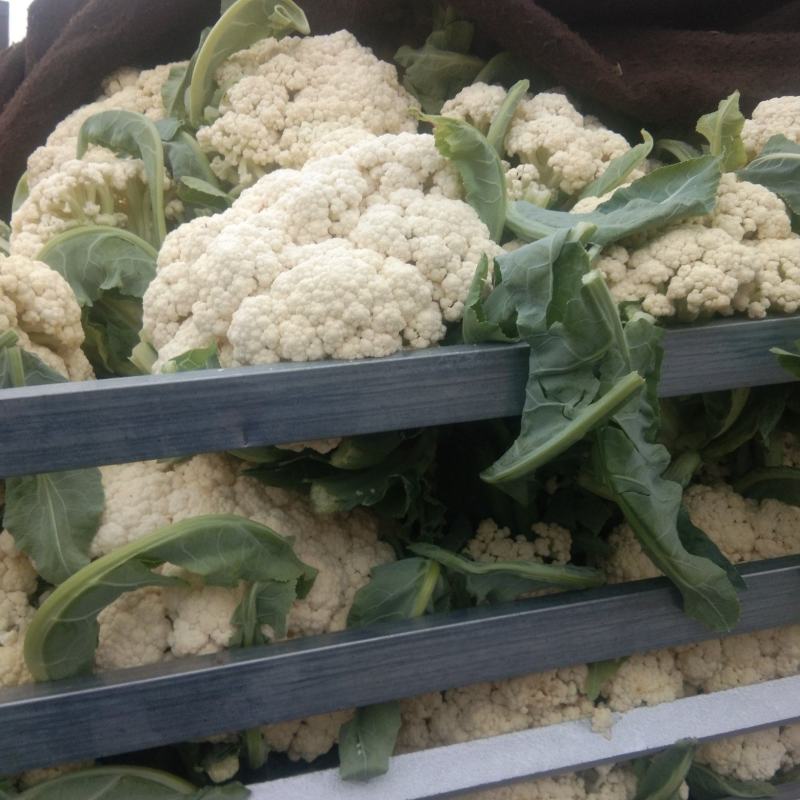 有机花菜精品松花菜无虫无腐烂协助找车找货源全国发