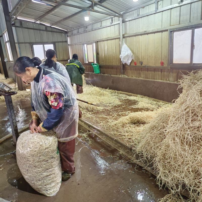 鱼腥草湖北鱼腥草产地视频，产地看货，欢迎大家前来采购
