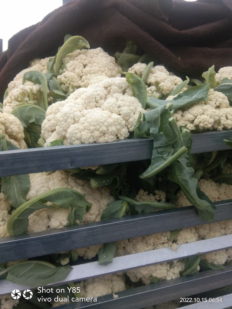 有机花菜精品松花菜无虫无腐烂协助找车找货源全国发