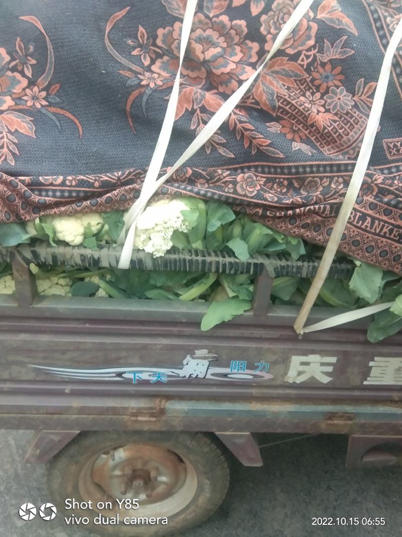 有机花菜精品松花菜无虫无腐烂协助找车找货源全国发