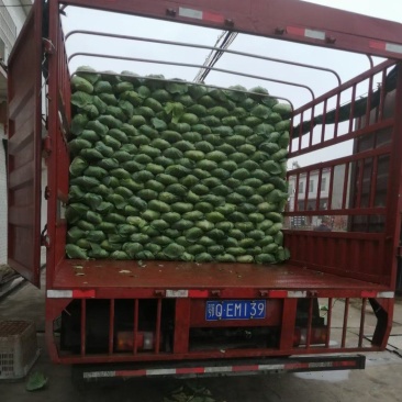 湖北精品京丰一号甘蓝产地直发大量现货，**京丰甘兰供应