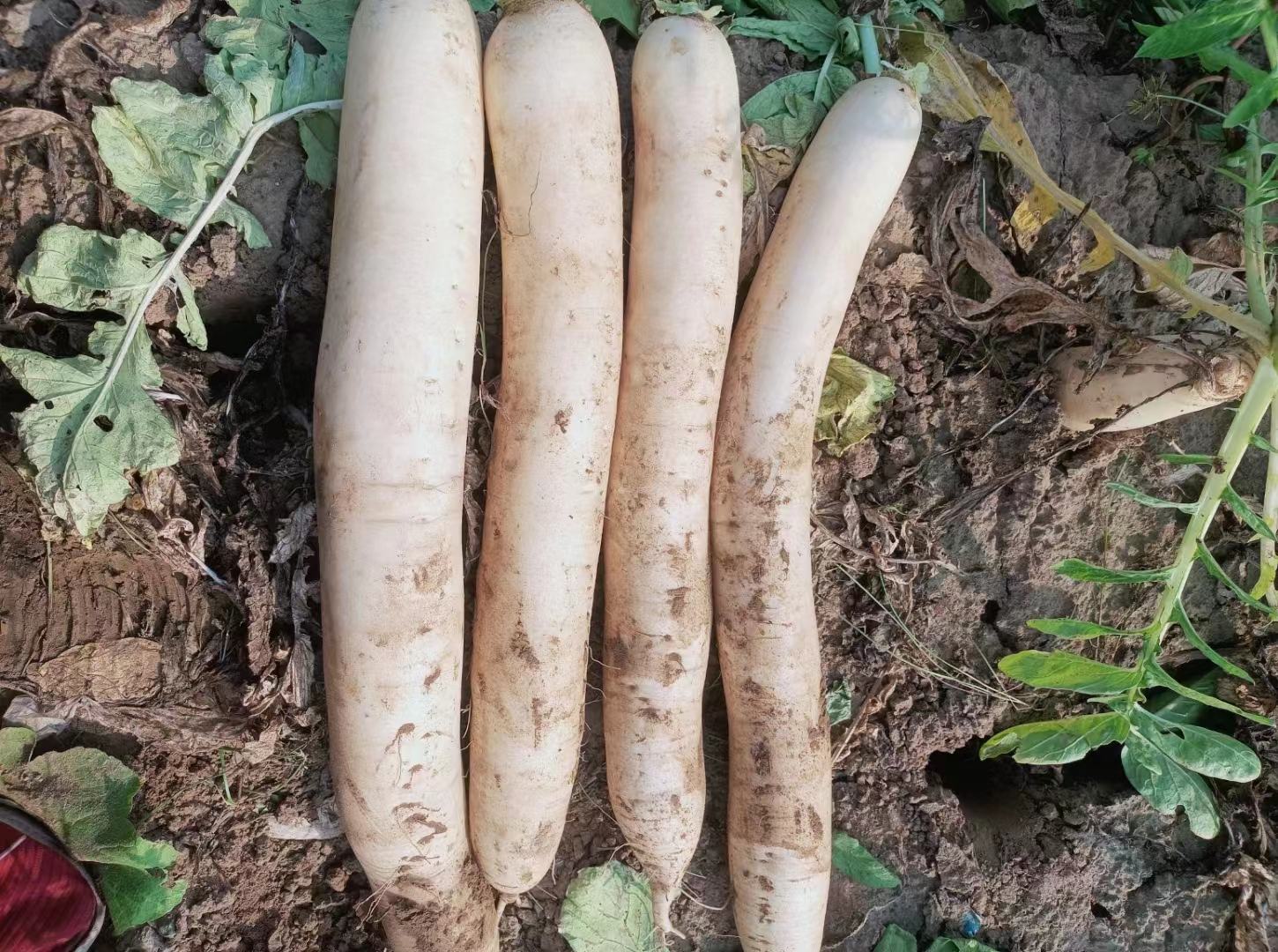 新鲜采摘的青萝卜准备进入加工环节 新鲜青萝卜堆放在竹筐中,表面带有泥土,顶部绿叶尚未完全切除,背景为农家小院阳光充足场景