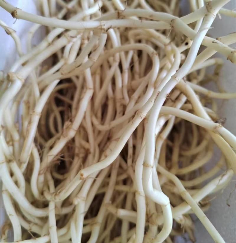 鱼腥草湖北鱼腥草产地视频，产地看货，欢迎大家前来采购