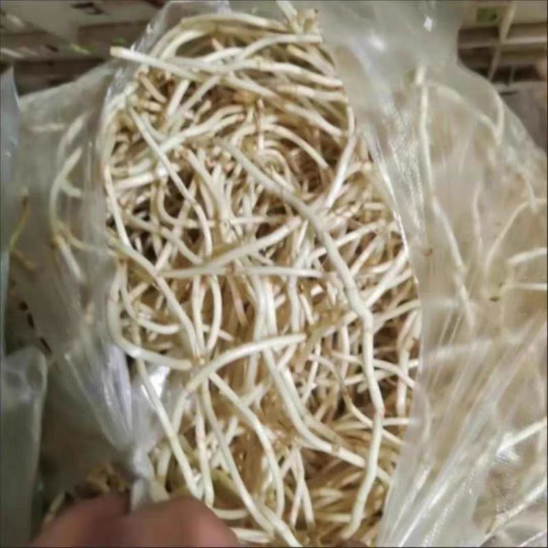 鱼腥草湖北鱼腥草产地视频，产地看货，欢迎大家前来采购